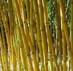 Phyllostachys aureosulcata Aureocaulis