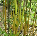 Phyllostachys aureosulcata Aureocaulis