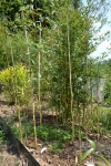 Phyllostachys aureosulcata Aureocaulis