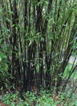 Phyllostachys nigra