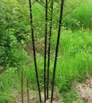 Phyllostachys nigra Black Bamboo