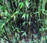 Phyllostachys nigra Black Bamboo