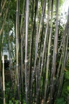 Phyllostachys nigra punctata