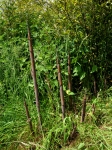 Phyllostachys nigra