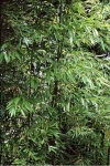 Phyllostachys kwangsiensis