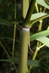 Phyllostachys kwangsiensis