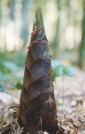 Phyllostachys edulis