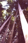 Phyllostachys edulis