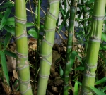 Phyllostachys aurea