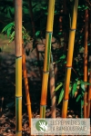 Phyllostachys aureosulcata Spectabilis