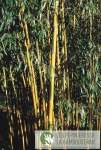 Phyllostachys aureosulcata Spectabilis