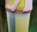 Phyllostachys aureosulcata Spectabilis