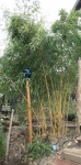 Phyllostachys aureosulcata spectabilis lama tempel