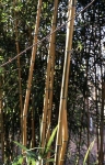 Phyllostachys aureosulcata spectabilis