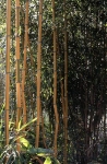 Phyllostachys aureosulcata McClure f.spectabilis