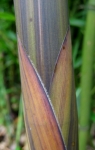 Phyllostachys decora