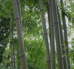 Phyllostachys nigra Henonis Phyllostachys nigra Henonis