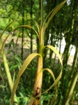 Phyllostachys angusta