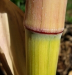 Phyllostachys aureosulcata Harbin Inversa