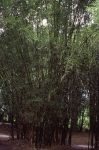 Bambusa pervariabilis McClure