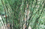 Bambusa ventricosa McClure