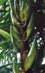 Bambusa vulgaris Schrader f.wamin Wen