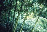 Phyllostachys atrovaginata Phyllostachys atrovaginata