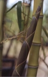 Phyllostachys atrovaginata