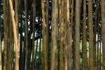 Phyllostachys edulis  bicolor