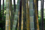 Phyllostachys edulis nabeshimana Muroi