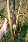 Phyllostachys vivax aureocaulis