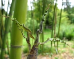 Phyllostachys vivax