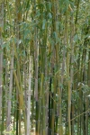 Phyllostachys aureosulcata McClure