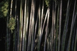 Phyllostachys nigra boryana