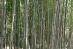 Phyllostachys nigra megurochiku