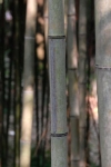 Phyllostachys nigra megurochiku Phyllostachys nigra megurochiku