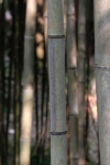 Phyllostachys nigra megurochiku