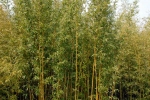 Brachystachyum densiflorum Brachystachyum densiflorum