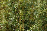 Brachystachyum densiflorum (Rendle) Keng Brachystachyum densiflorum (Rendle) Keng