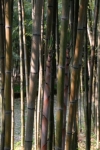 Phyllostachys nigra  shimadak