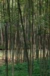 Phyllostachys bambusoides Phyllostachys bambusoides