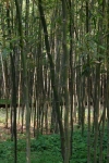 Phyllostachys bambusoides